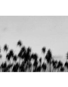 Alagoas, 2017