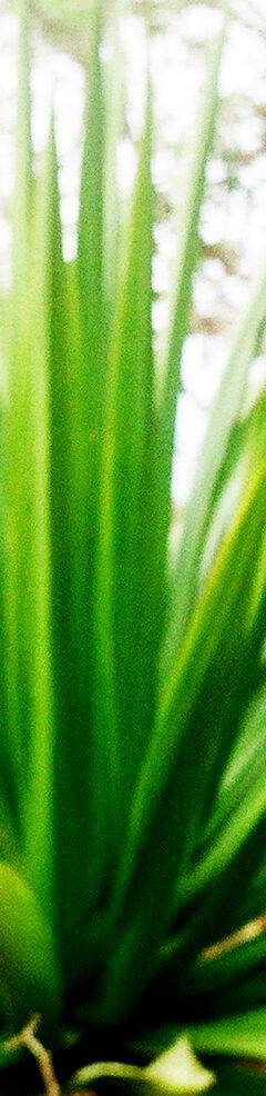 Agave